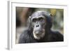 Tanzania, Gombe Stream National Park, Close-Up of Male Chimpanzee-Kristin Mosher-Framed Photographic Print