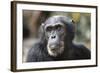 Tanzania, Gombe Stream National Park, Close-Up of Male Chimpanzee-Kristin Mosher-Framed Photographic Print