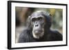 Tanzania, Gombe Stream National Park, Close-Up of Male Chimpanzee-Kristin Mosher-Framed Photographic Print