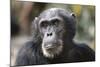 Tanzania, Gombe Stream National Park, Close-Up of Male Chimpanzee-Kristin Mosher-Mounted Photographic Print
