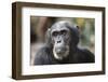 Tanzania, Gombe Stream National Park, Close-Up of Male Chimpanzee-Kristin Mosher-Framed Photographic Print