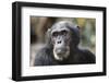 Tanzania, Gombe Stream National Park, Close-Up of Male Chimpanzee-Kristin Mosher-Framed Photographic Print