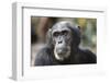 Tanzania, Gombe Stream National Park, Close-Up of Male Chimpanzee-Kristin Mosher-Framed Photographic Print