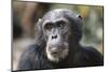 Tanzania, Gombe Stream National Park, Close-Up of Male Chimpanzee-Kristin Mosher-Mounted Photographic Print