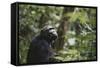 Tanzania, Gombe Stream National Park, Female Chimpanzee-Kristin Mosher-Framed Stretched Canvas