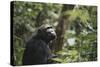 Tanzania, Gombe Stream National Park, Female Chimpanzee-Kristin Mosher-Stretched Canvas