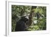 Tanzania, Gombe Stream National Park, Female Chimpanzee-Kristin Mosher-Framed Photographic Print