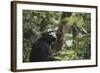 Tanzania, Gombe Stream National Park, Female Chimpanzee-Kristin Mosher-Framed Photographic Print