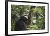 Tanzania, Gombe Stream National Park, Female Chimpanzee-Kristin Mosher-Framed Photographic Print