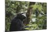 Tanzania, Gombe Stream National Park, Female Chimpanzee-Kristin Mosher-Mounted Photographic Print