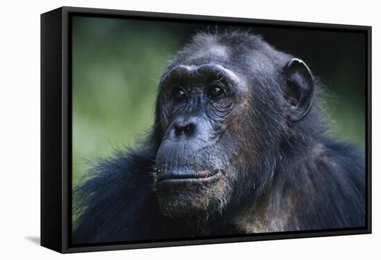 Tanzania, Gombe Stream National Park, Female Chimpanzee-Kristin Mosher-Framed Stretched Canvas