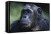 Tanzania, Gombe Stream National Park, Female Chimpanzee-Kristin Mosher-Framed Stretched Canvas