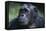 Tanzania, Gombe Stream National Park, Female Chimpanzee-Kristin Mosher-Framed Stretched Canvas