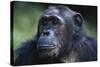Tanzania, Gombe Stream National Park, Female Chimpanzee-Kristin Mosher-Stretched Canvas