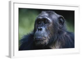 Tanzania, Gombe Stream National Park, Female Chimpanzee-Kristin Mosher-Framed Photographic Print