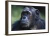 Tanzania, Gombe Stream National Park, Female Chimpanzee-Kristin Mosher-Framed Photographic Print