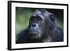 Tanzania, Gombe Stream National Park, Female Chimpanzee-Kristin Mosher-Framed Photographic Print