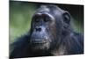 Tanzania, Gombe Stream National Park, Female Chimpanzee-Kristin Mosher-Mounted Photographic Print