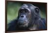 Tanzania, Gombe Stream National Park, Female Chimpanzee-Kristin Mosher-Framed Photographic Print