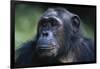 Tanzania, Gombe Stream National Park, Female Chimpanzee-Kristin Mosher-Framed Photographic Print