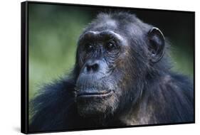 Tanzania, Gombe Stream National Park, Female Chimpanzee-Kristin Mosher-Framed Stretched Canvas