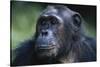 Tanzania, Gombe Stream National Park, Female Chimpanzee-Kristin Mosher-Stretched Canvas