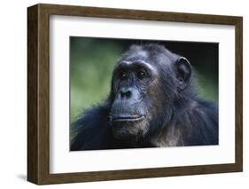 Tanzania, Gombe Stream National Park, Female Chimpanzee-Kristin Mosher-Framed Photographic Print