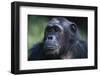 Tanzania, Gombe Stream National Park, Female Chimpanzee-Kristin Mosher-Framed Photographic Print