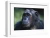 Tanzania, Gombe Stream National Park, Female Chimpanzee-Kristin Mosher-Framed Photographic Print