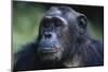 Tanzania, Gombe Stream National Park, Female Chimpanzee-Kristin Mosher-Mounted Photographic Print