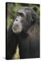 Tanzania, Gombe Stream National Park, Male Chimpanzee-Kristin Mosher-Stretched Canvas