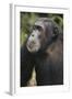 Tanzania, Gombe Stream National Park, Male Chimpanzee-Kristin Mosher-Framed Photographic Print