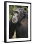 Tanzania, Gombe Stream National Park, Male Chimpanzee-Kristin Mosher-Framed Photographic Print