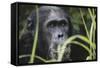 Tanzania, Gombe Stream National Park, Male Chimpanzee-Kristin Mosher-Framed Stretched Canvas