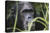 Tanzania, Gombe Stream National Park, Male Chimpanzee-Kristin Mosher-Stretched Canvas