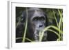 Tanzania, Gombe Stream National Park, Male Chimpanzee-Kristin Mosher-Framed Photographic Print