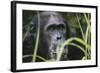 Tanzania, Gombe Stream National Park, Male Chimpanzee-Kristin Mosher-Framed Photographic Print