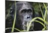 Tanzania, Gombe Stream National Park, Male Chimpanzee-Kristin Mosher-Mounted Photographic Print