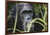 Tanzania, Gombe Stream National Park, Male Chimpanzee-Kristin Mosher-Framed Photographic Print