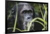 Tanzania, Gombe Stream National Park, Male Chimpanzee-Kristin Mosher-Framed Photographic Print