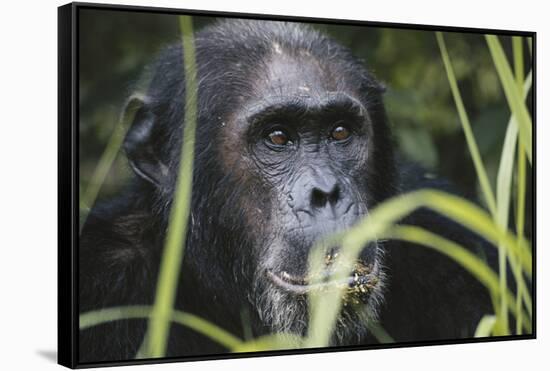 Tanzania, Gombe Stream National Park, Male Chimpanzee-Kristin Mosher-Framed Stretched Canvas