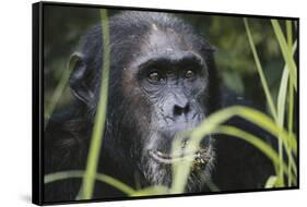 Tanzania, Gombe Stream National Park, Male Chimpanzee-Kristin Mosher-Framed Stretched Canvas