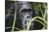 Tanzania, Gombe Stream National Park, Male Chimpanzee-Kristin Mosher-Stretched Canvas