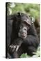 Tanzania, Gombe Stream National Park, Male Chimpanzee-Kristin Mosher-Stretched Canvas