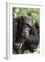 Tanzania, Gombe Stream National Park, Male Chimpanzee-Kristin Mosher-Framed Photographic Print