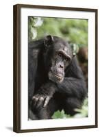 Tanzania, Gombe Stream National Park, Male Chimpanzee-Kristin Mosher-Framed Photographic Print