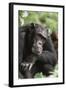 Tanzania, Gombe Stream National Park, Male Chimpanzee-Kristin Mosher-Framed Photographic Print