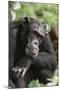 Tanzania, Gombe Stream National Park, Male Chimpanzee-Kristin Mosher-Mounted Photographic Print