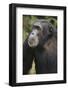 Tanzania, Gombe Stream National Park, Male Chimpanzee-Kristin Mosher-Framed Photographic Print