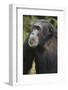 Tanzania, Gombe Stream National Park, Male Chimpanzee-Kristin Mosher-Framed Photographic Print